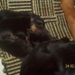 ESTOS PERRITOS SON HIJOS  DE MI ROTTWEILER KIMBO...PRECIOSISIMOS LOS AMO ....EN LA FOTO ANTERIOR ESTA LA MAMA DE LOS PERRITOS PALOMA.
